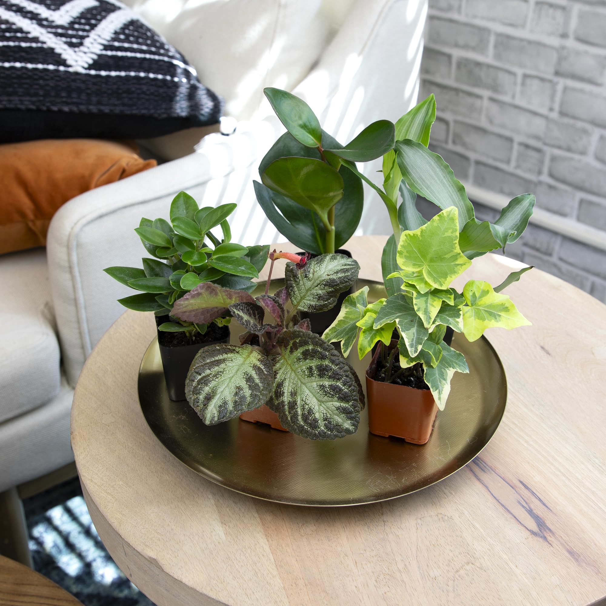 Altman Plants fittonia and dieffenbachia offer bold leaf patterns.