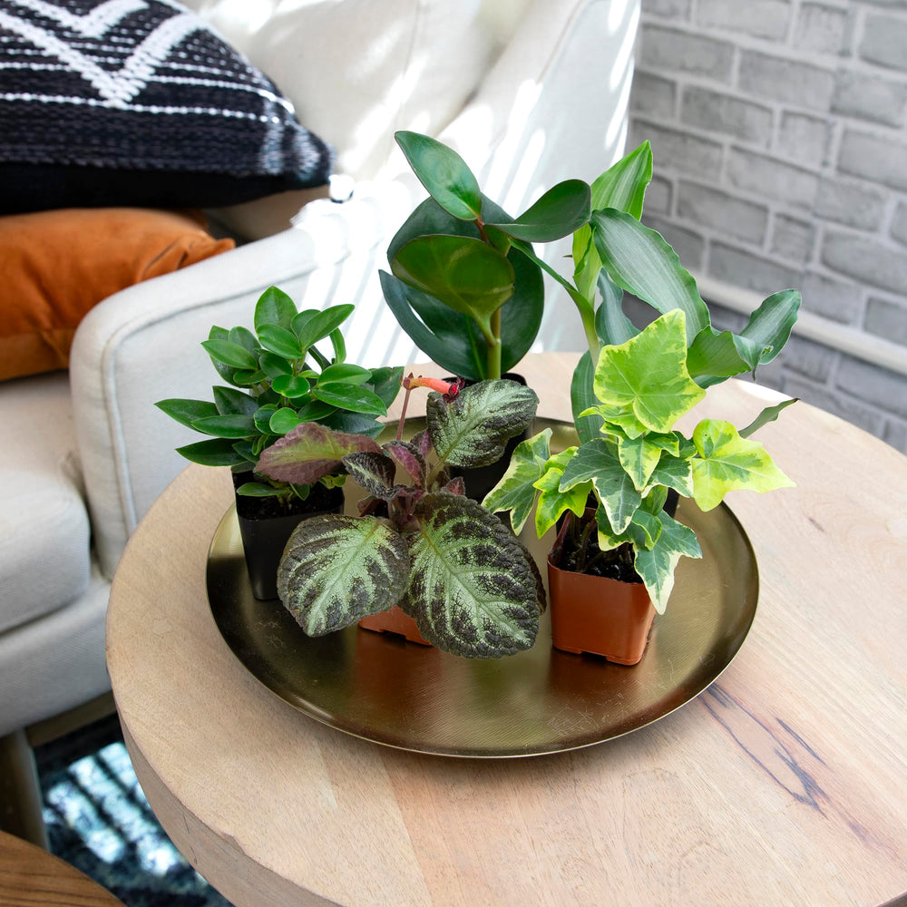 Altman Plants fittonia and dieffenbachia offer bold leaf patterns.