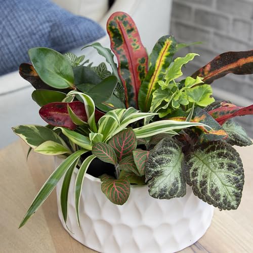 Altman Plants assorted 2-inch pots with pothos and peperomia for easy-care indoor greenery.