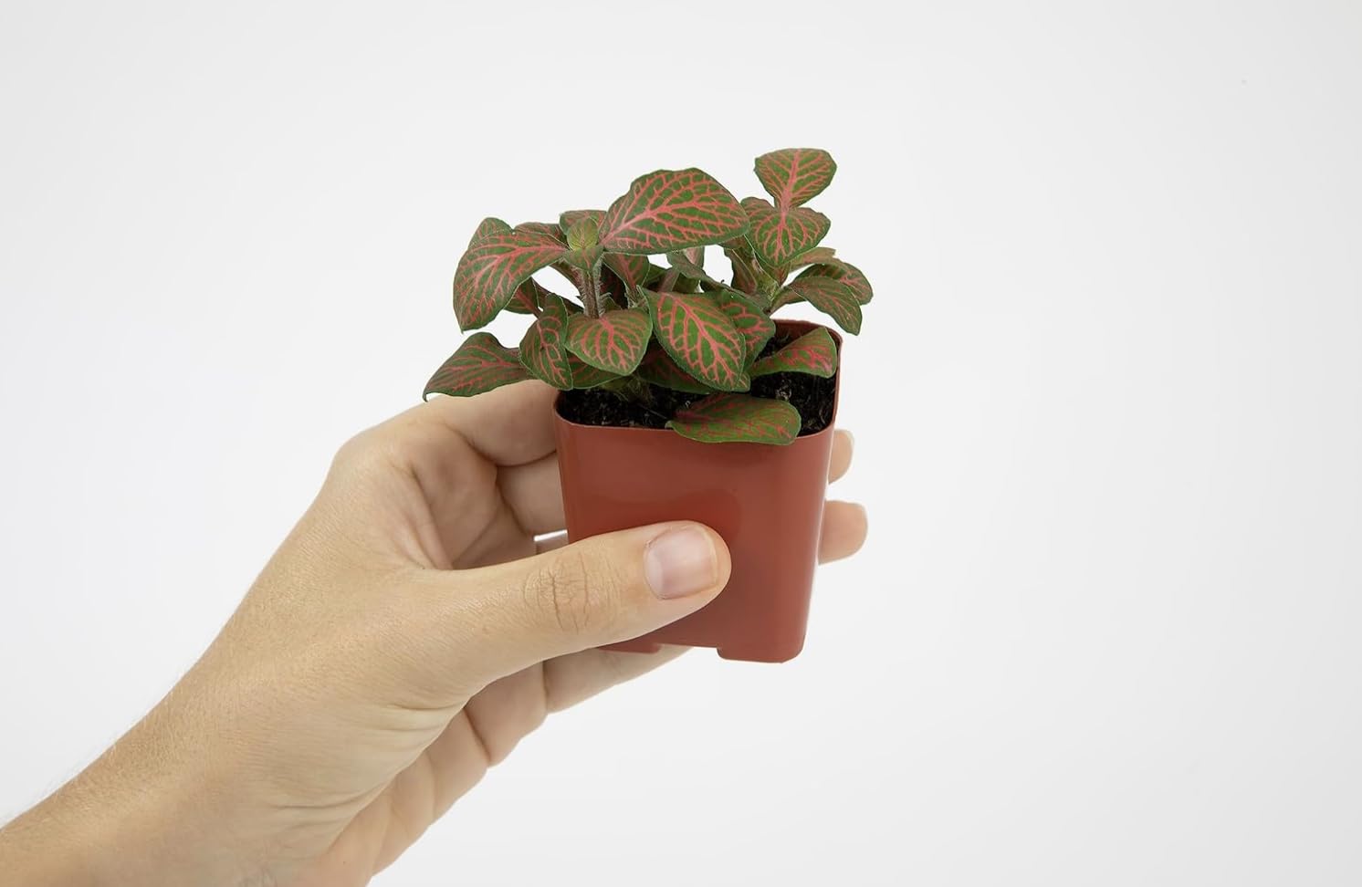 Altman Plants protective packaging ensures safe plant arrival.