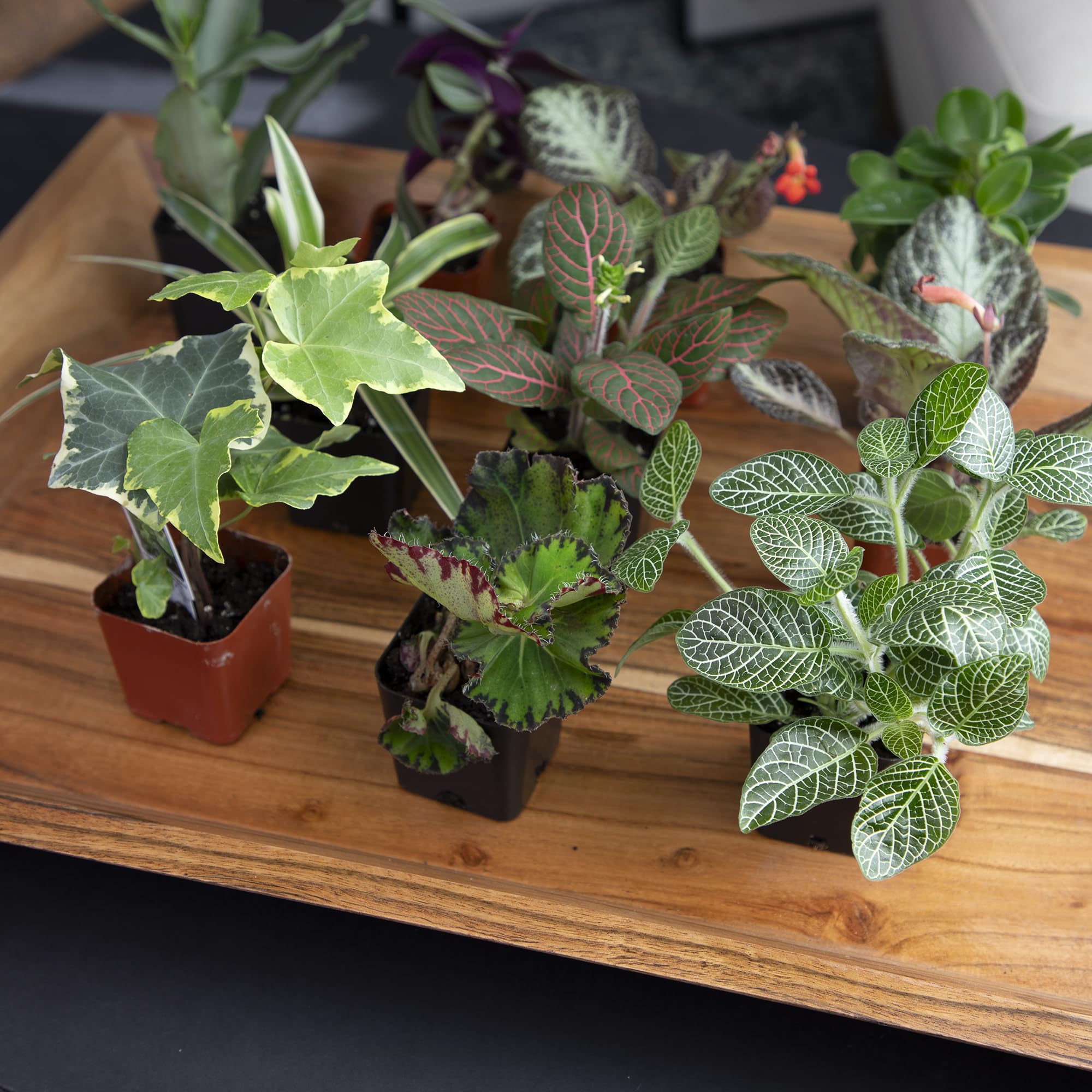Altman Plants seasonal assortment keeps plant lovers surprised.