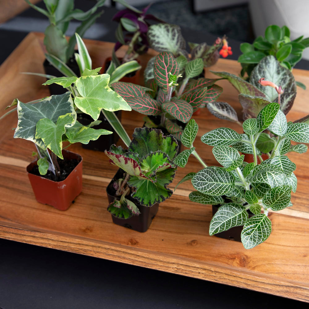 Altman Plants seasonal assortment keeps plant lovers surprised.