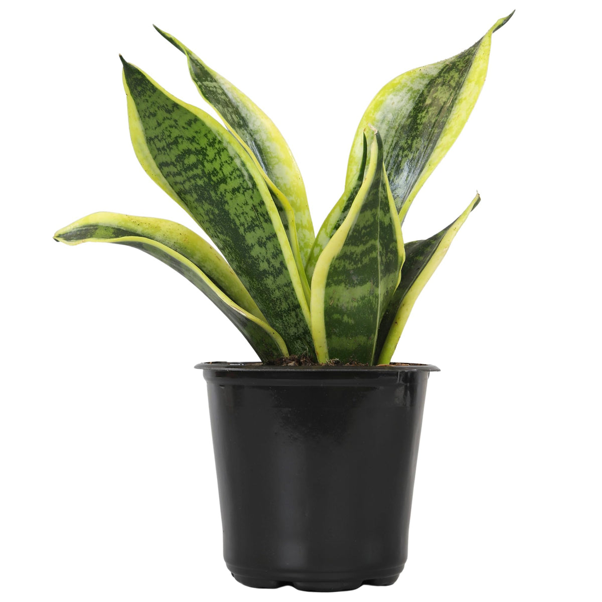 Altman Plants Snake Plant Superba 13-inch tall upright leaves ideal for low-light rooms
