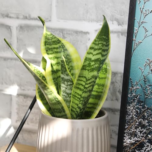 Altman Plants Snake Plant Superba in a 4in grower pot ready to setup