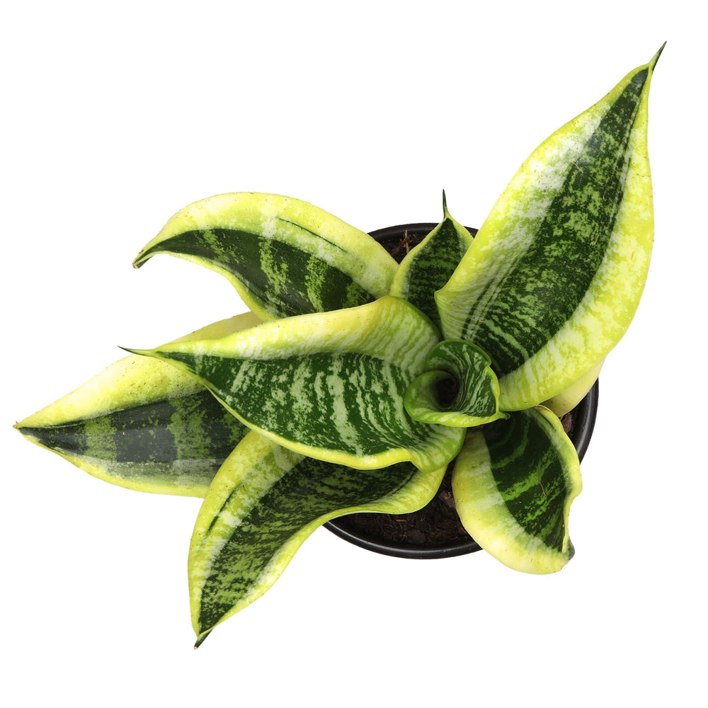Altman Plants Snake Plant Superba drought-tolerant care for busy homes