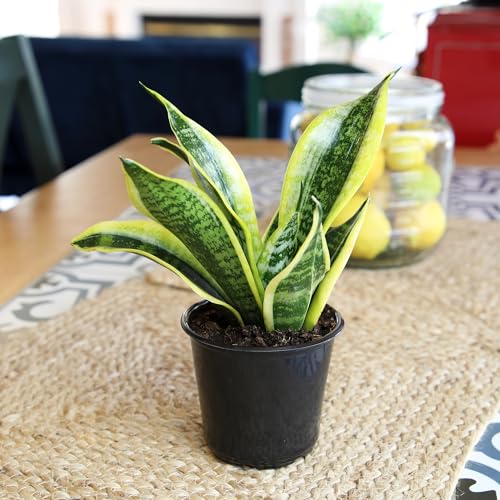 Altman Plants Snake Plant Superba with golden-margin leaves for a bright accent