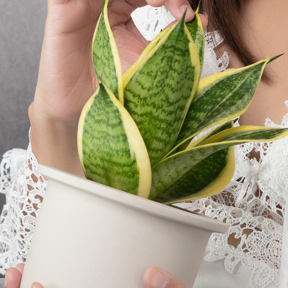 Altman Plants Snake Plant Superba leaf detail highlights sculptural presence