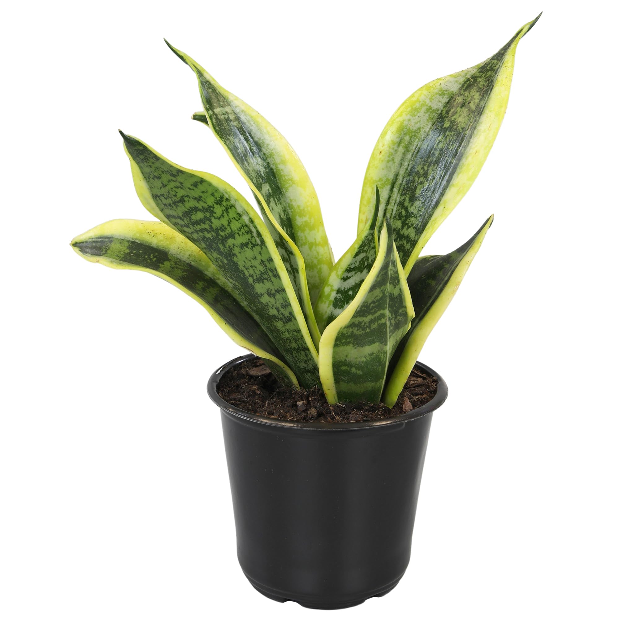 Altman Plants Snake Plant Superba perfect for a modern bedroom setup