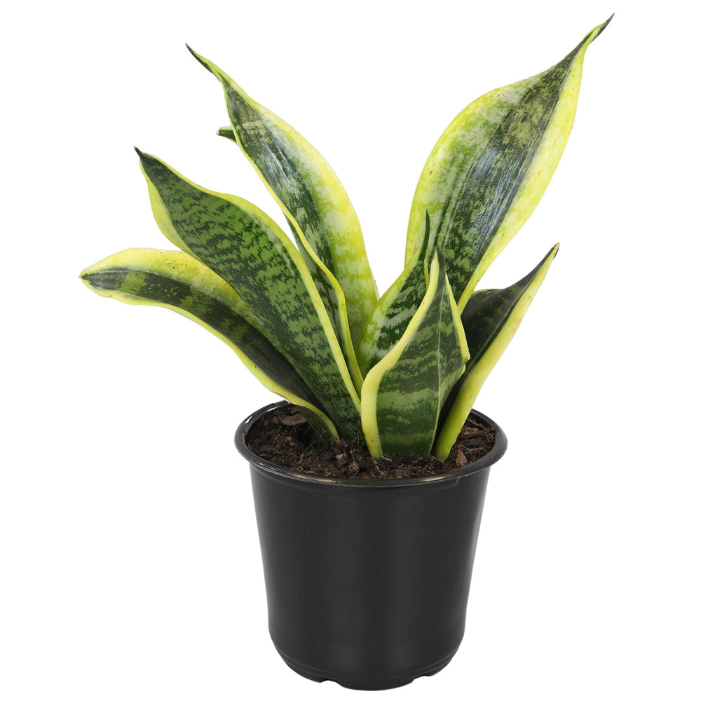 Altman Plants Snake Plant Superba perfect for a modern bedroom setup