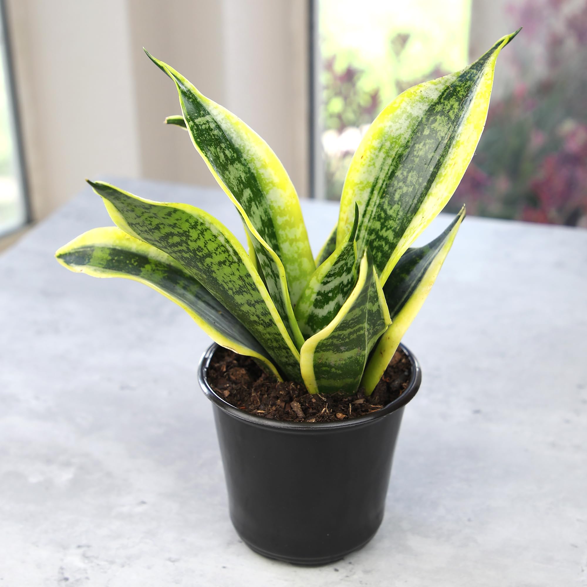 Altman Plants Snake Plant Superba thrives on an office desk for a calm vibe