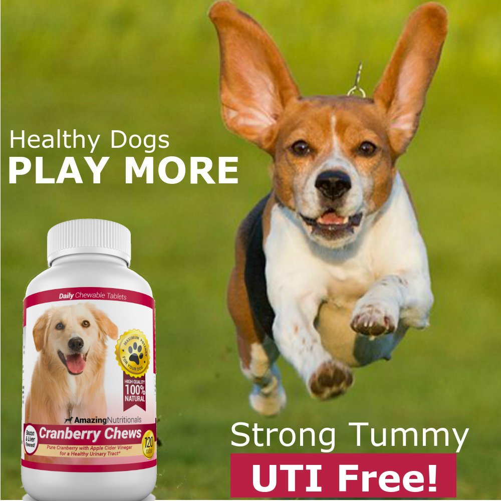 Amazing Cranberry dog serving plate; convenient daily treats for pets.