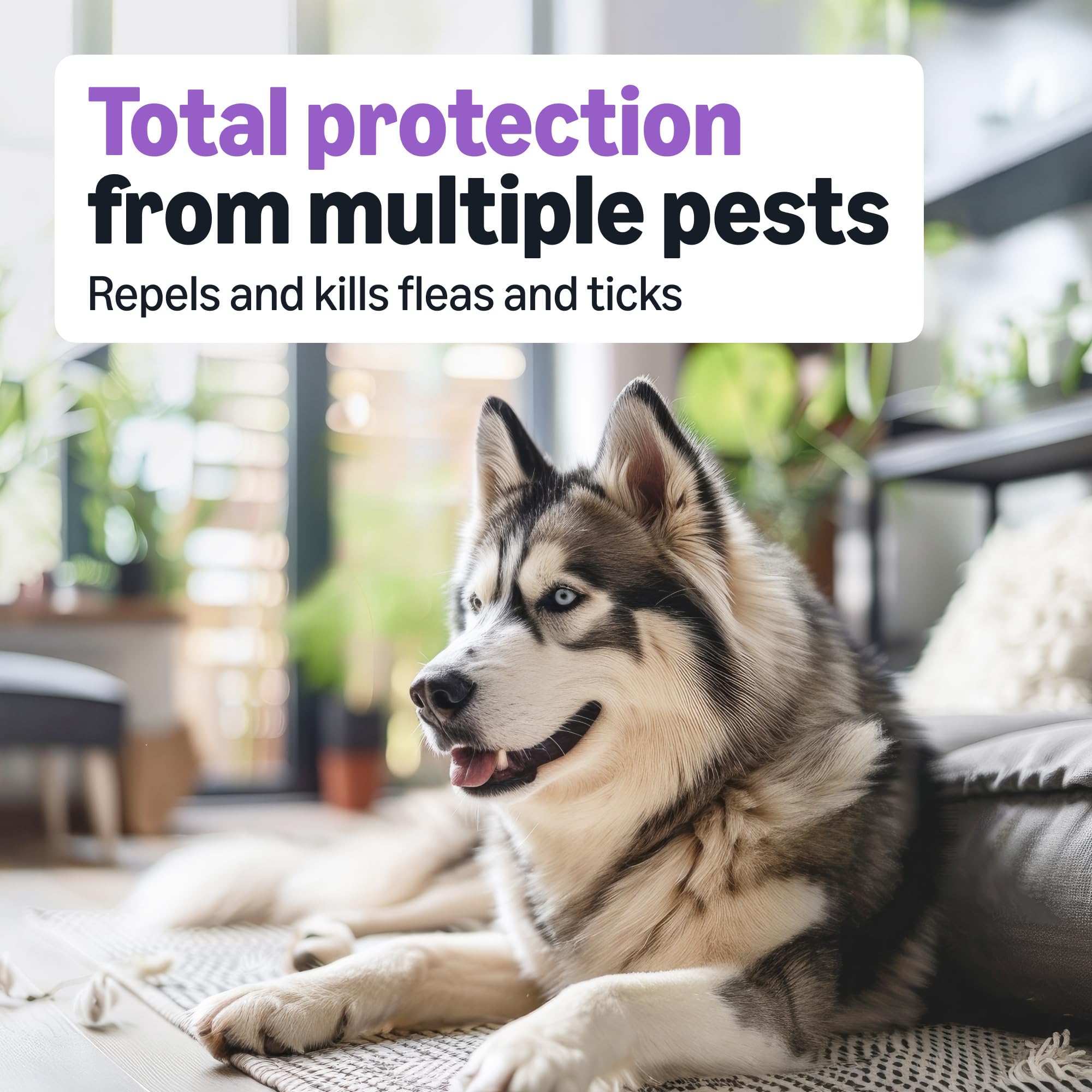 Amazon Basics Fipronil and S-methoprene target fleas and larvae.