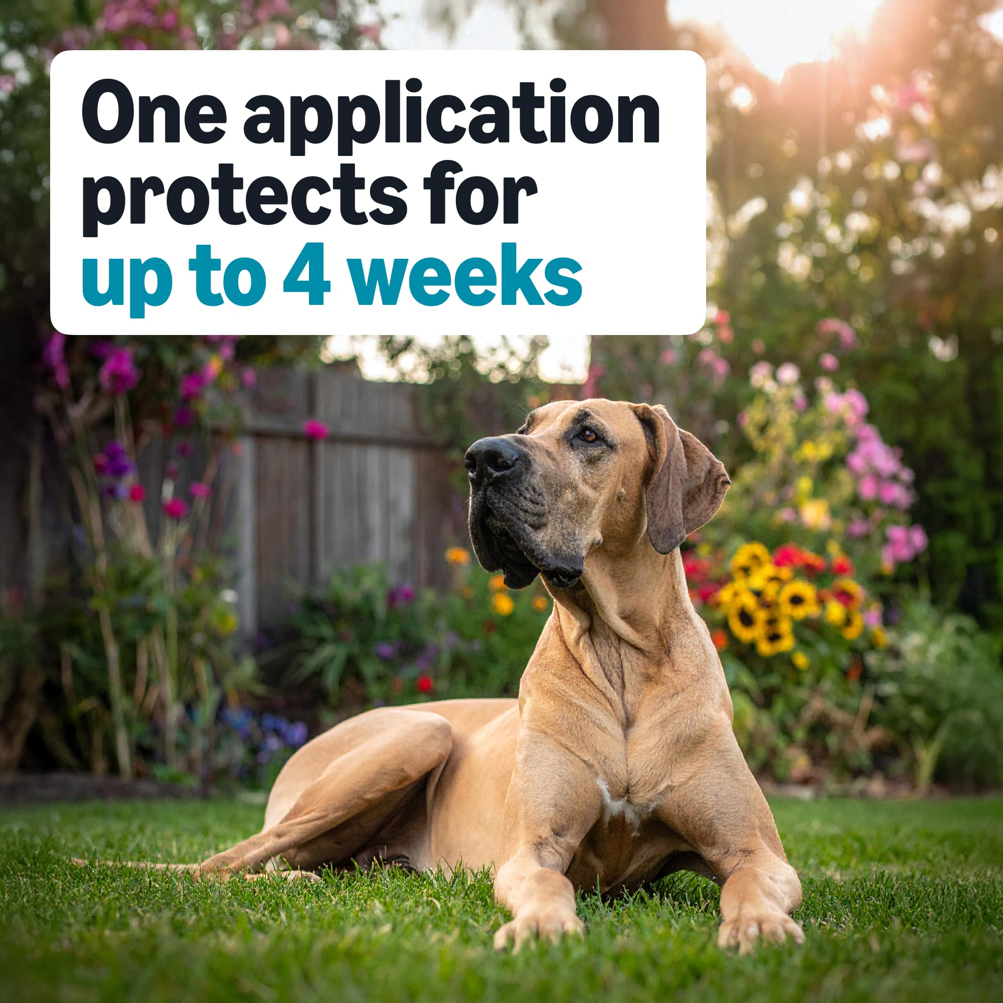 Amazon Basics application-on-dog-coat image demonstrates straightforward topical use