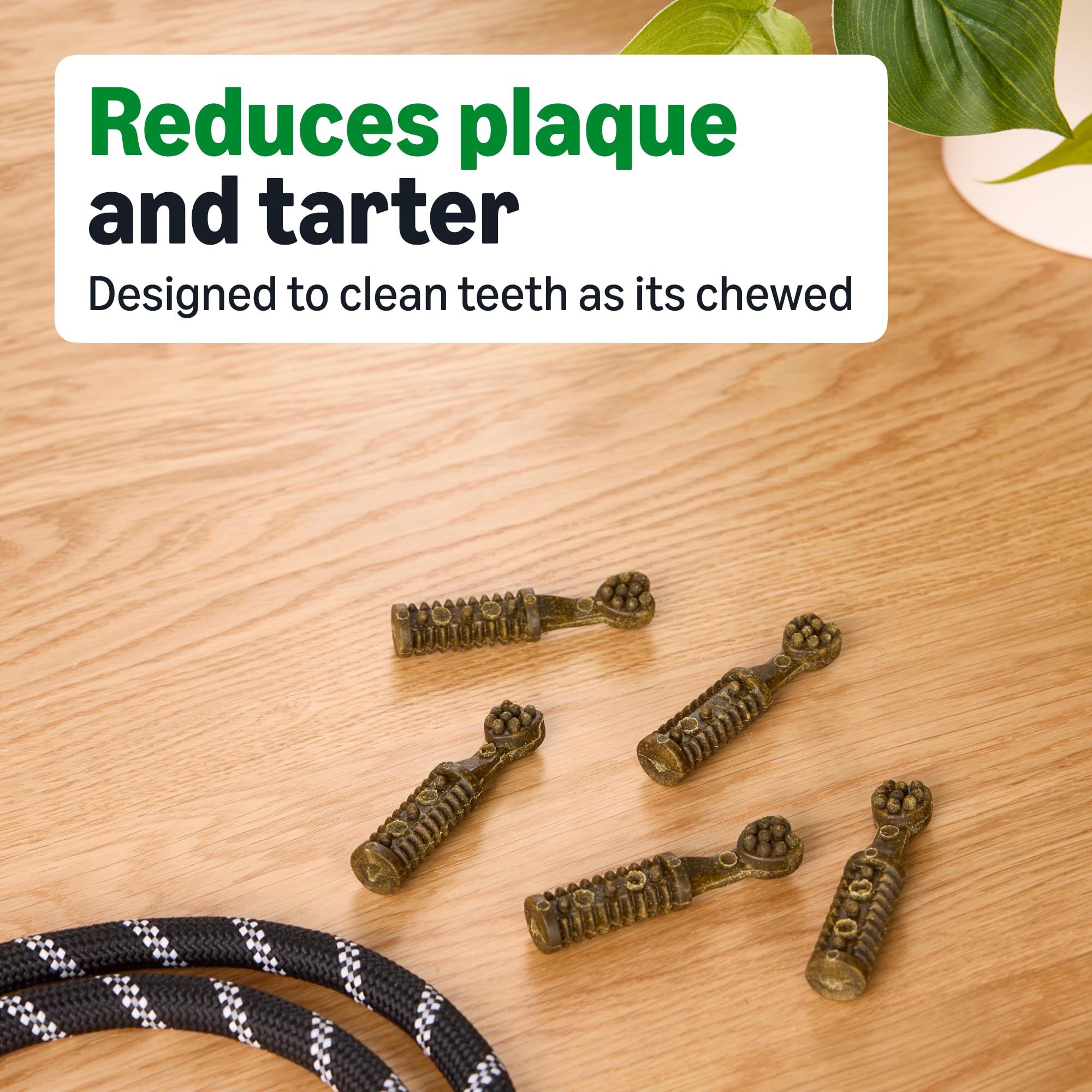 Dog chewing action with Amazon Basics dental chews