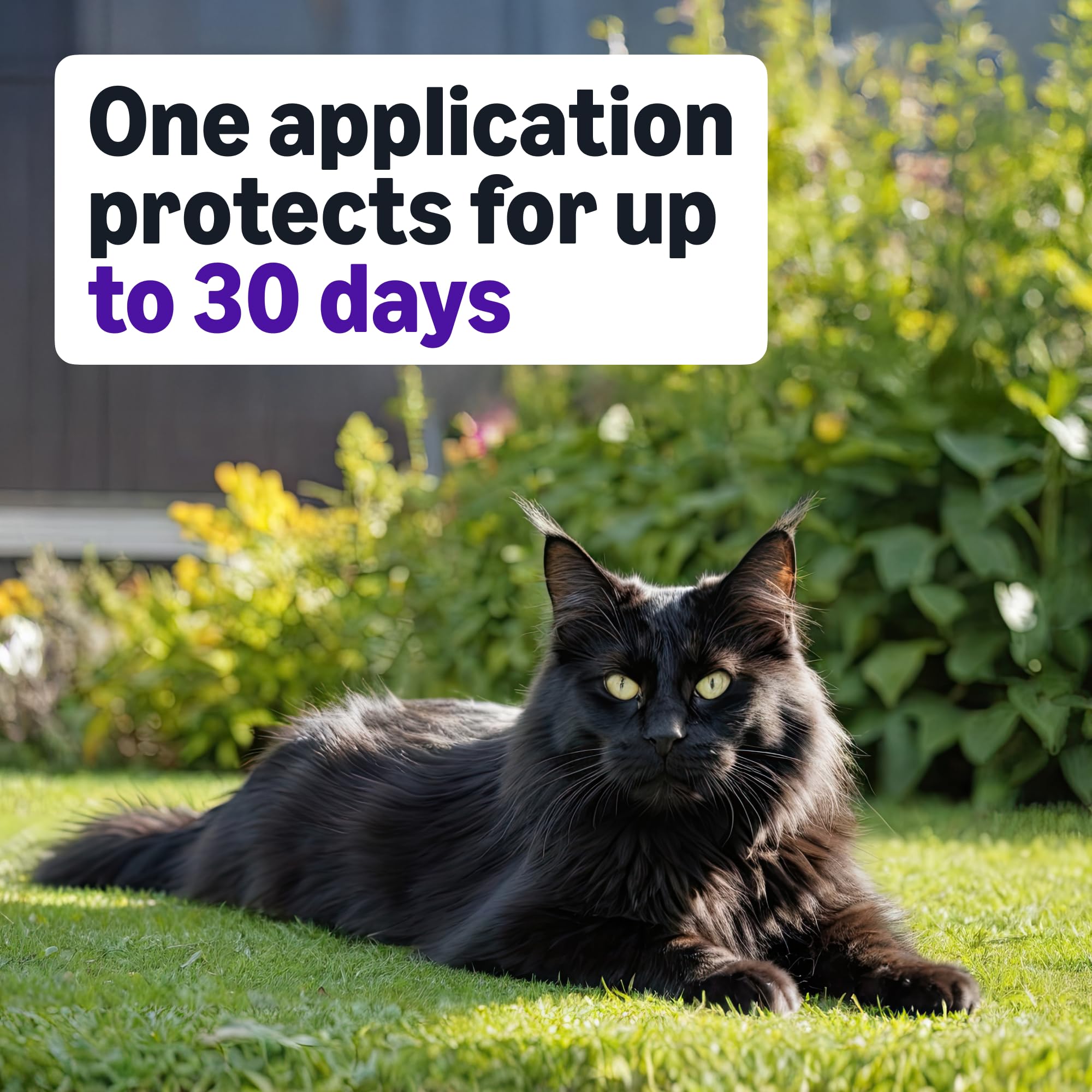Amazon Basics flea topical application area between the cat's shoulders.