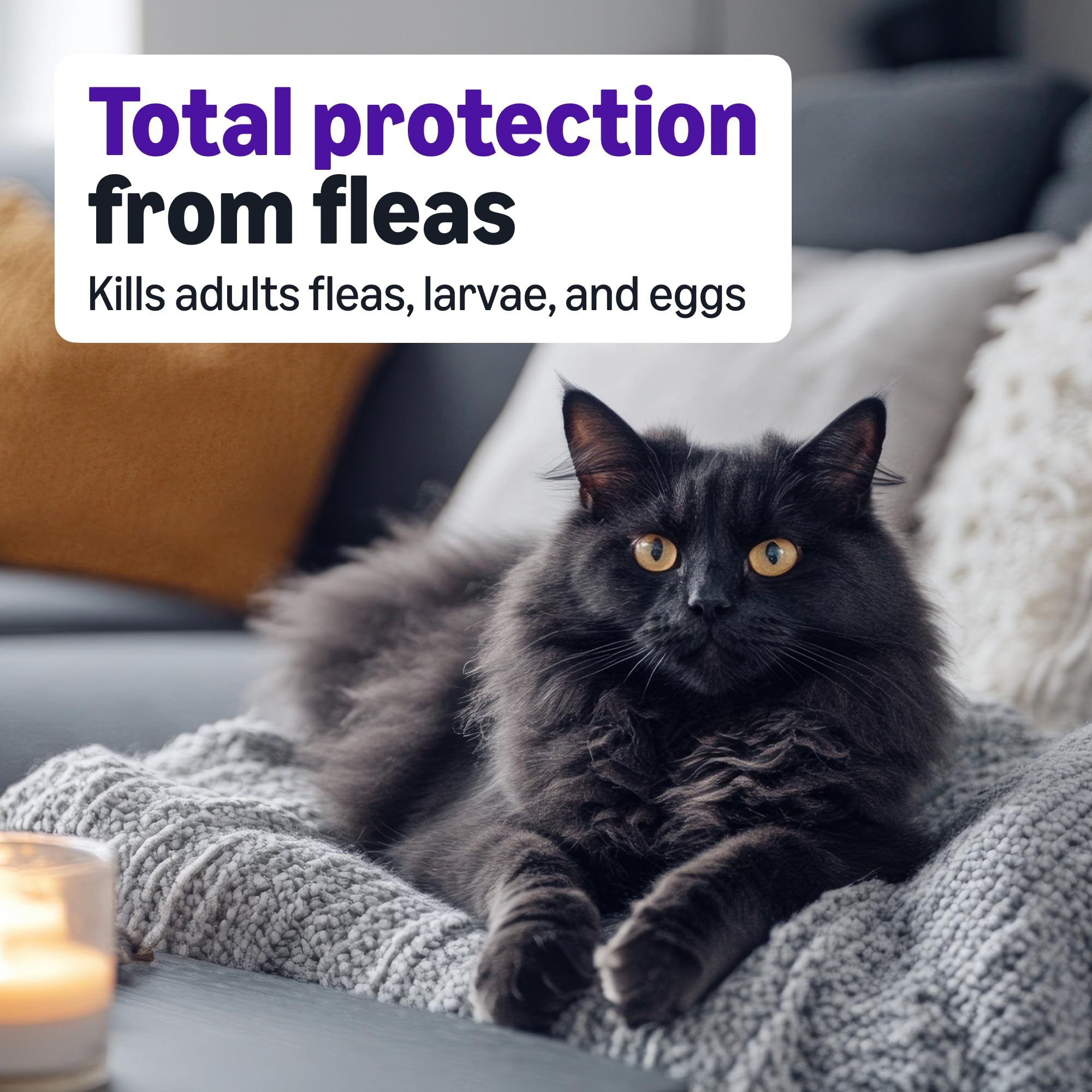 Amazon Basics six-dose packaging highlights monthly flea control.
