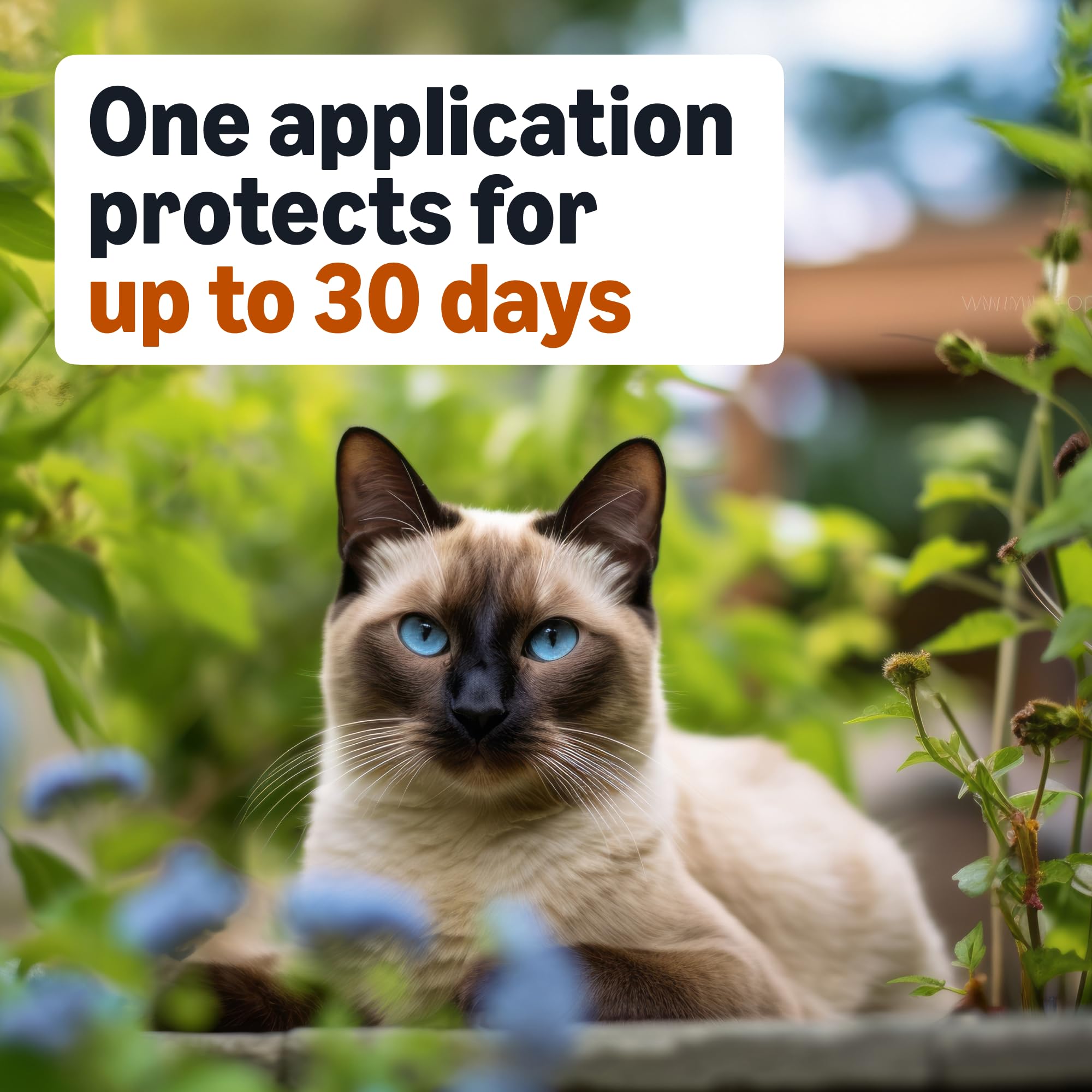 Flea treatment applied between the shoulder blades on a cat