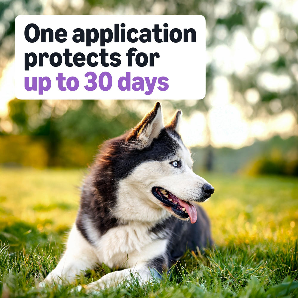 Amazon Basics protection lasting up to 30 days against fleas and ticks.