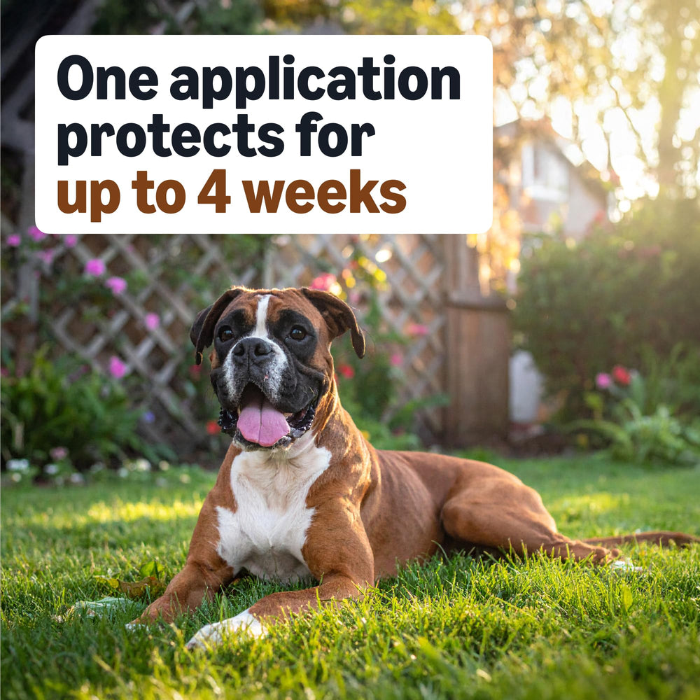 Amazon Basics packaging may vary, but the product maintains consistent quality for large dogs.