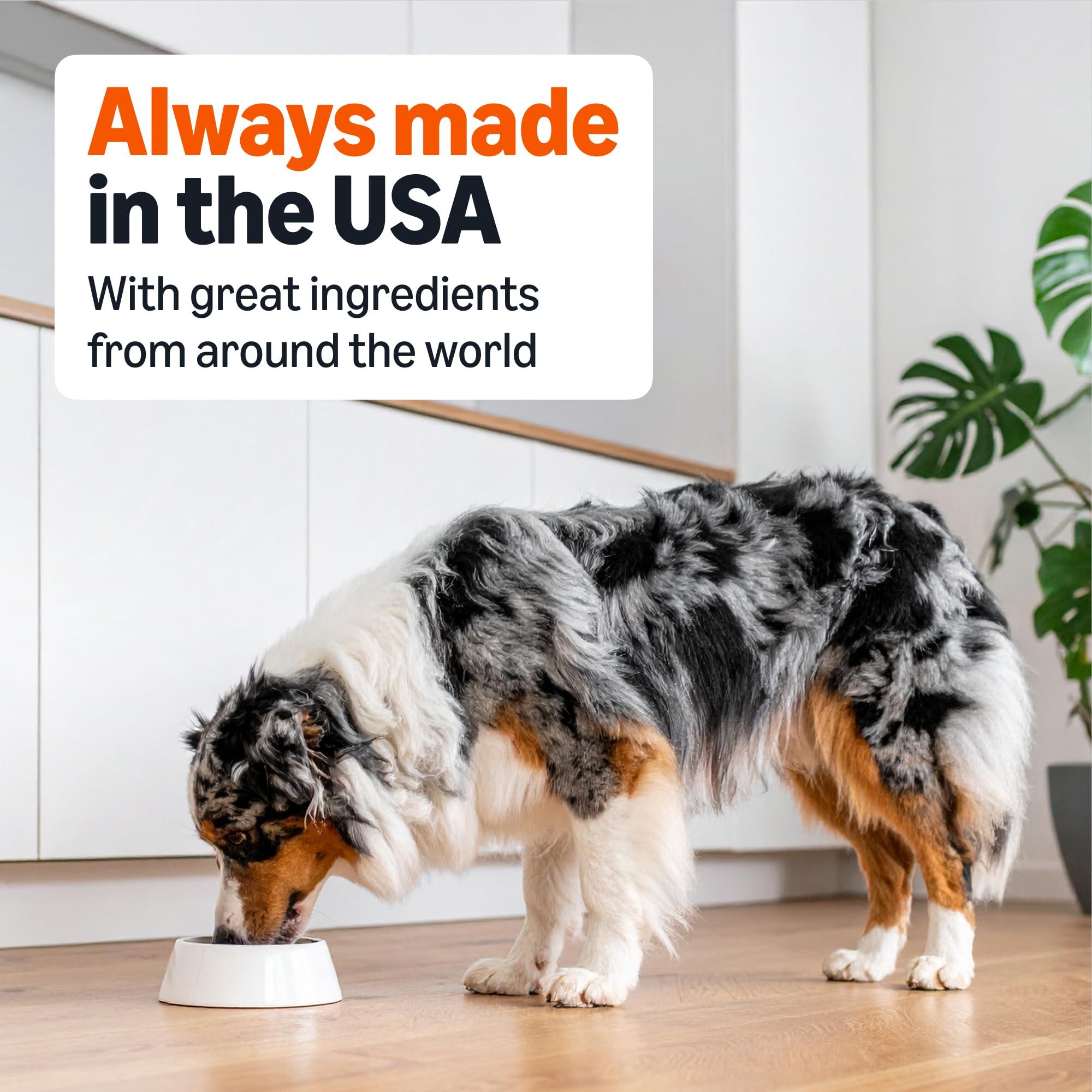 Amazon Basics Wet Dog Food serving with dry food demonstrates versatility for meals.