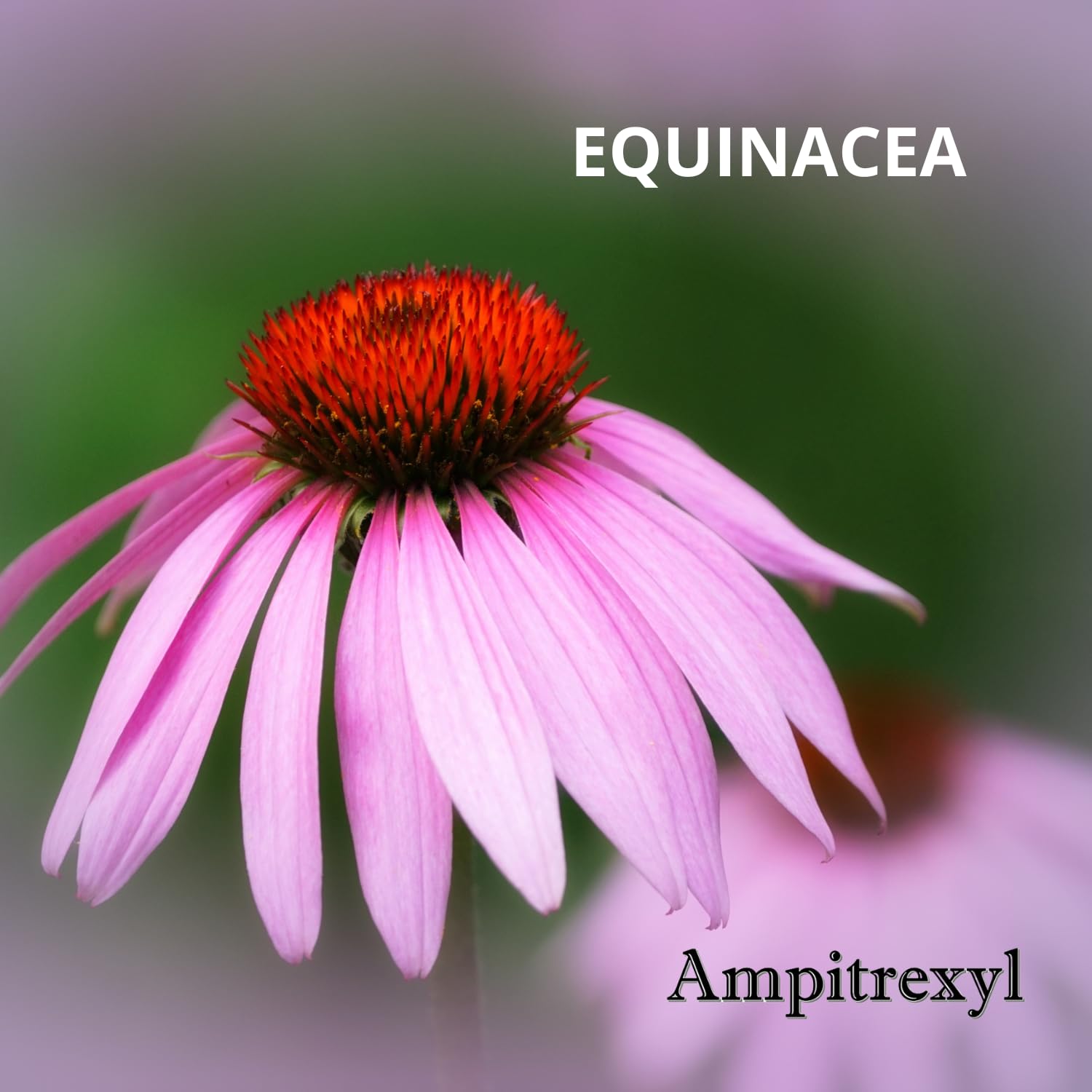 Ampitrexyl Plus box packaging highlighting natural formula for wellness.