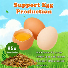 Amzey BSF larvae served as a tasty snack for chickens and birds.