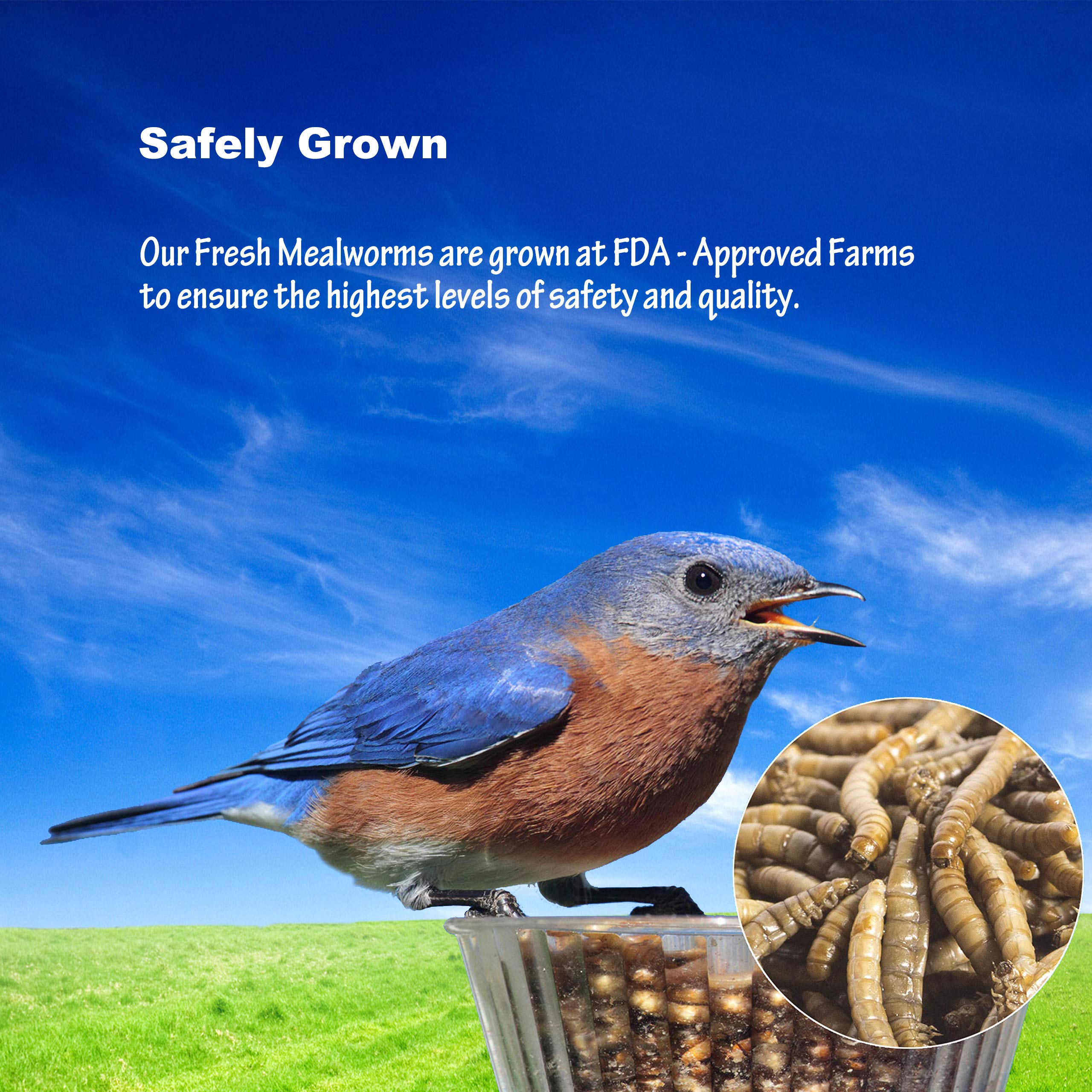 Ready-to-feed Amzey Fresh Mealworms right from the package.