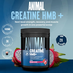 Animal Creatine HMB Dragon Berry scoop ideal for precise dosing