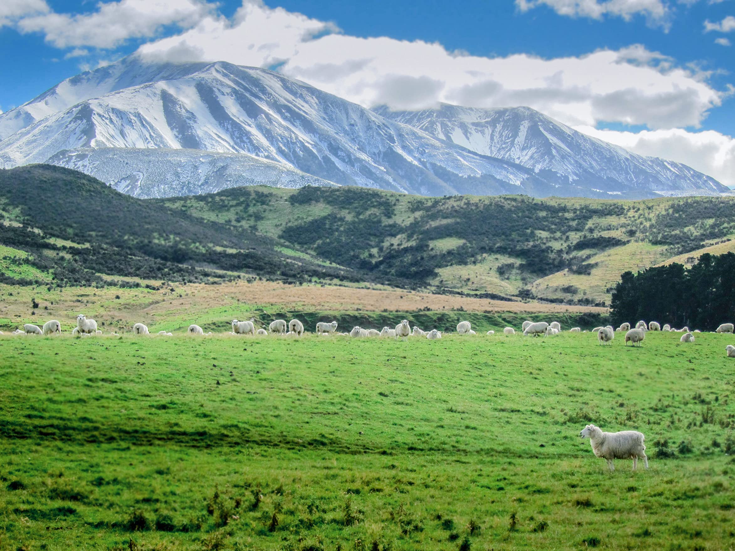 Antler Farms lanolin bottle highlighting New Zealand origin and purity