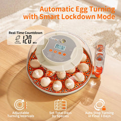 APDOE large-tray option fits duck, goose, or turkey eggs