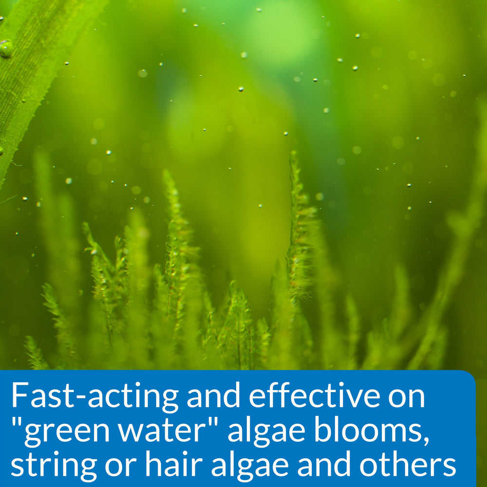 API ALGAEFIX combats green water and hair algae in a freshwater tank