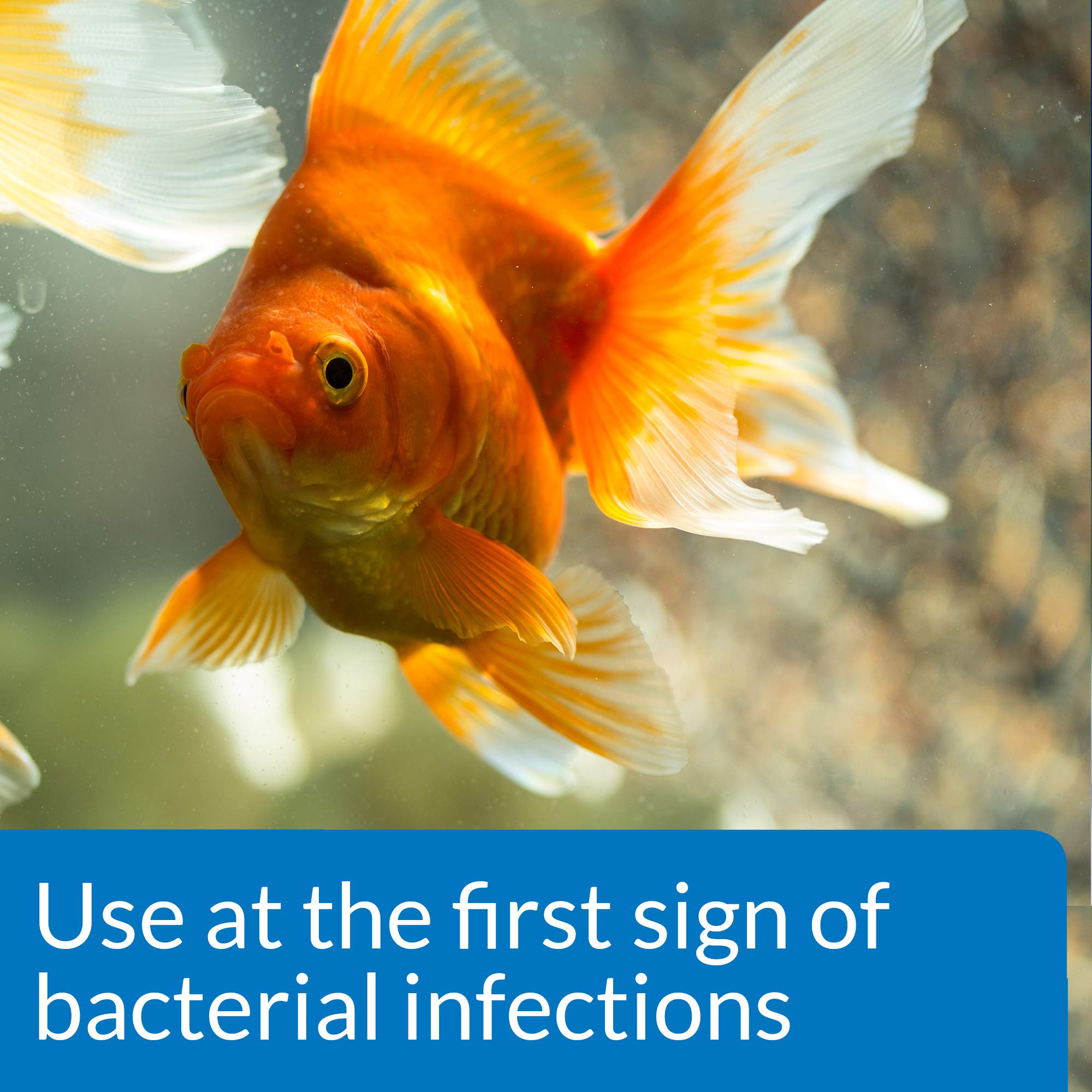 Applying API treatment in a freshwater tank with fish present.