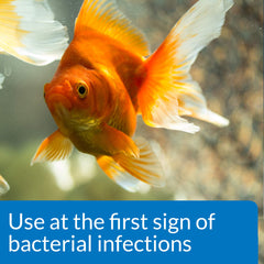 Applying API treatment in a freshwater tank with fish present.