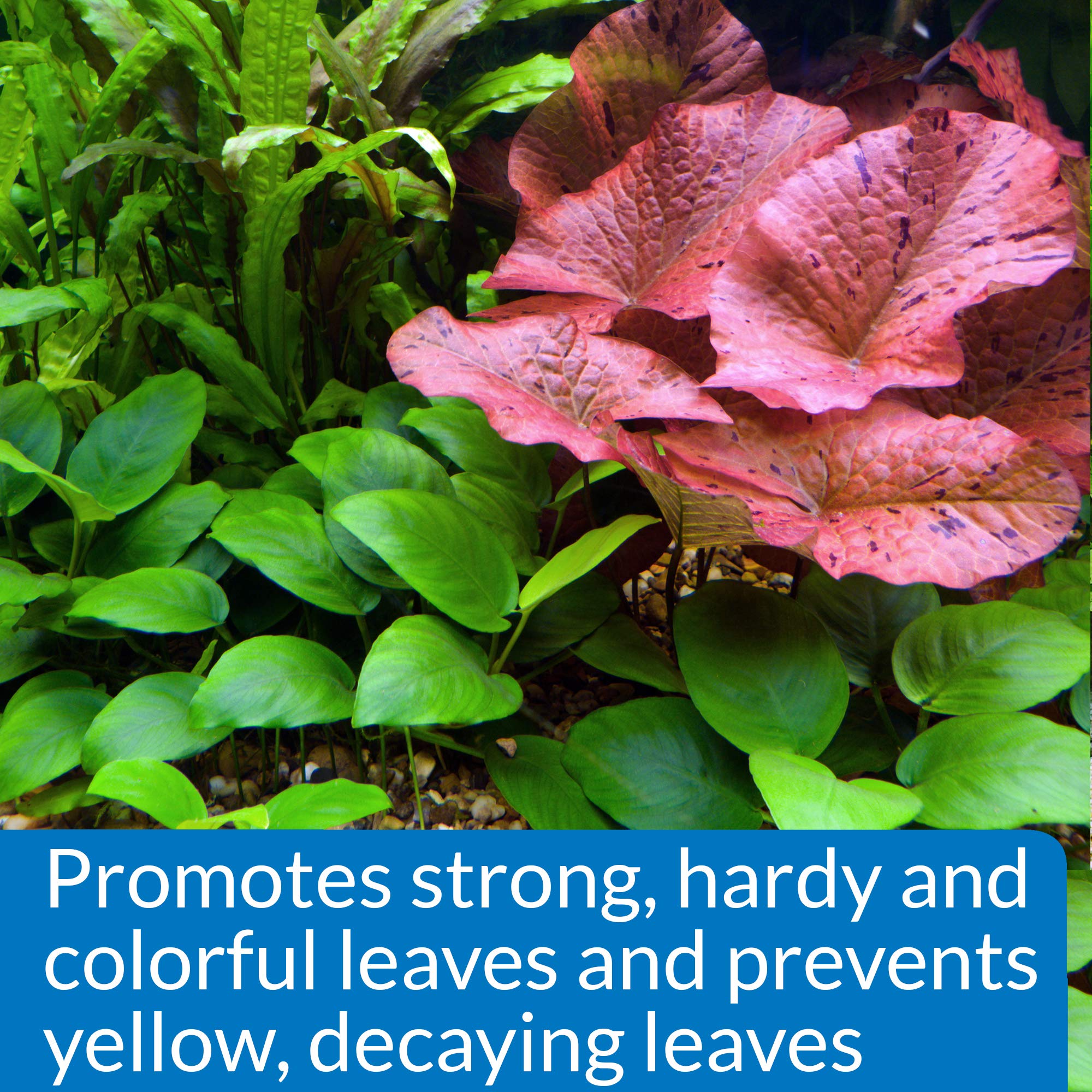 API Leaf Zone with lush freshwater plants thriving in clear water