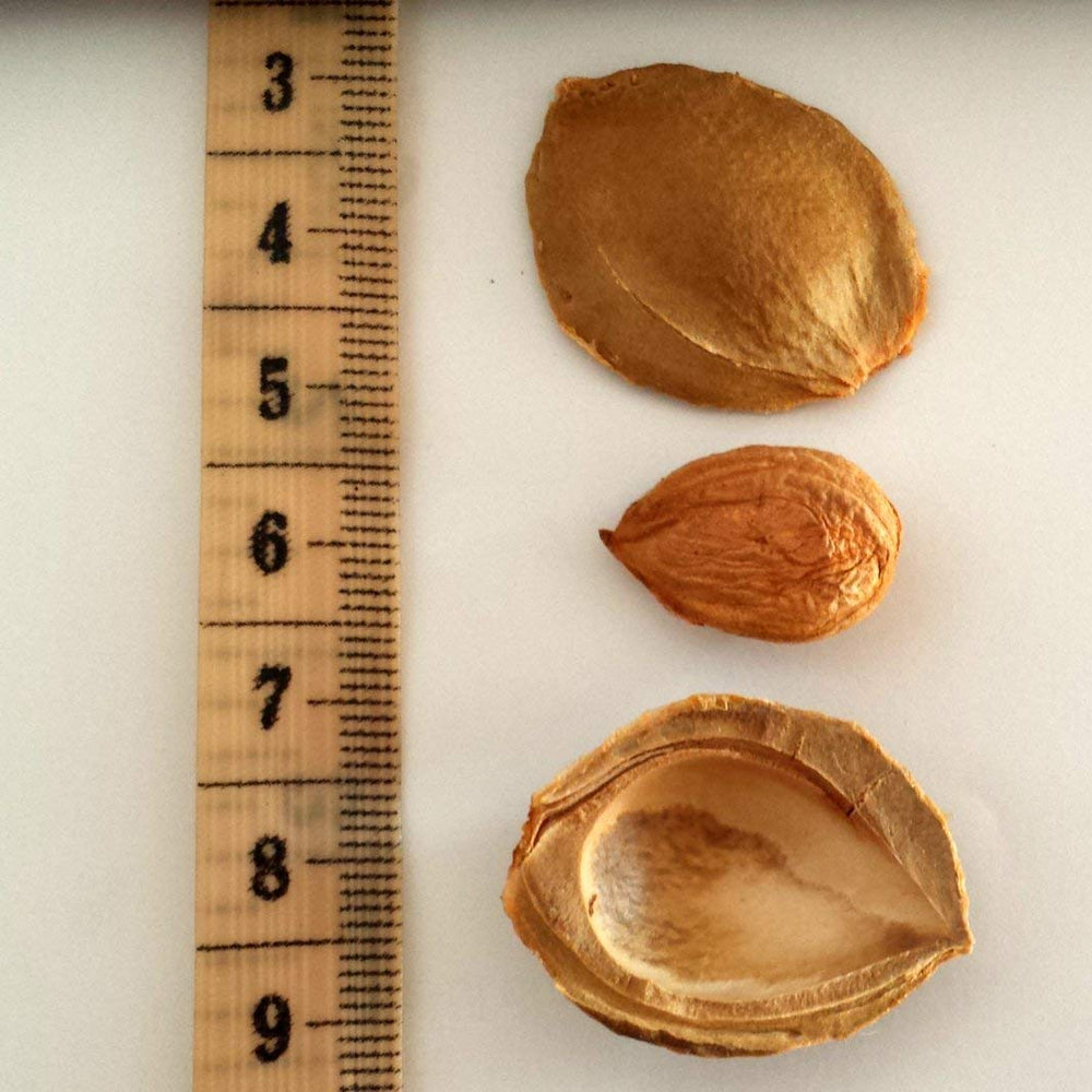 Apricot seeds used in trail mix and snacks for flavor