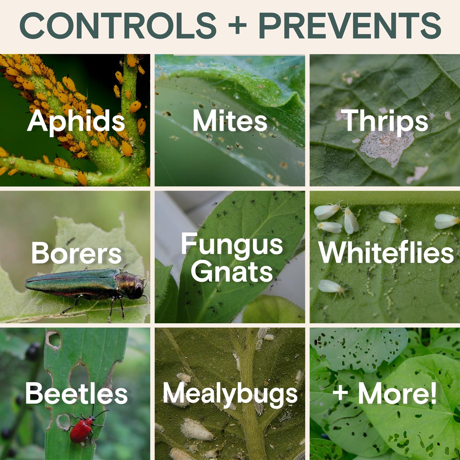 ARBER Organic Insecticide closeup on leaves showing mealybugs being treated