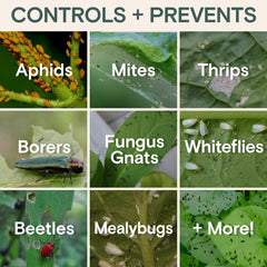ARBER Organic Insecticide closeup on leaves showing mealybugs being treated