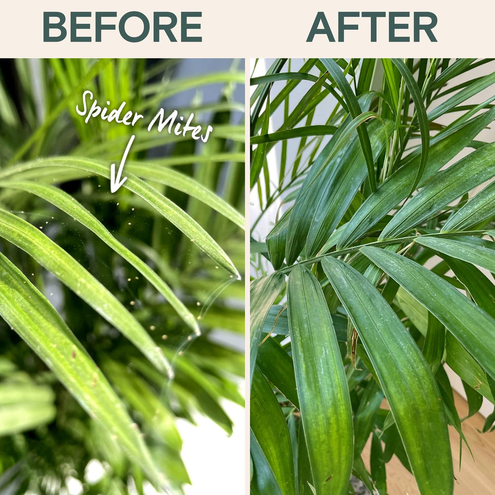 ARBER Organic Insecticide diluted with water before use for light maintenance