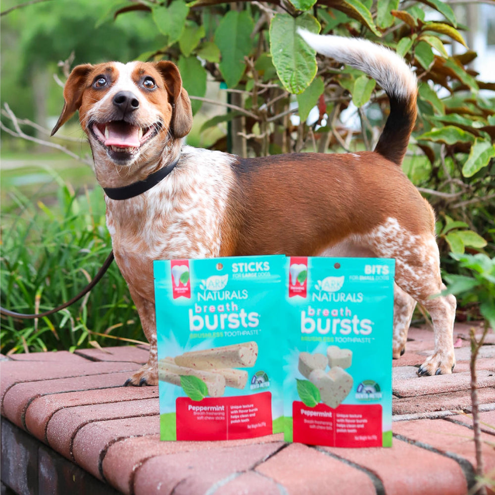 Small-breed dog actively chews Breath Bursts during play and training.