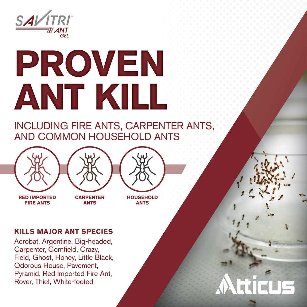 Atticus Savitri ant gel bait placed along an ant trail