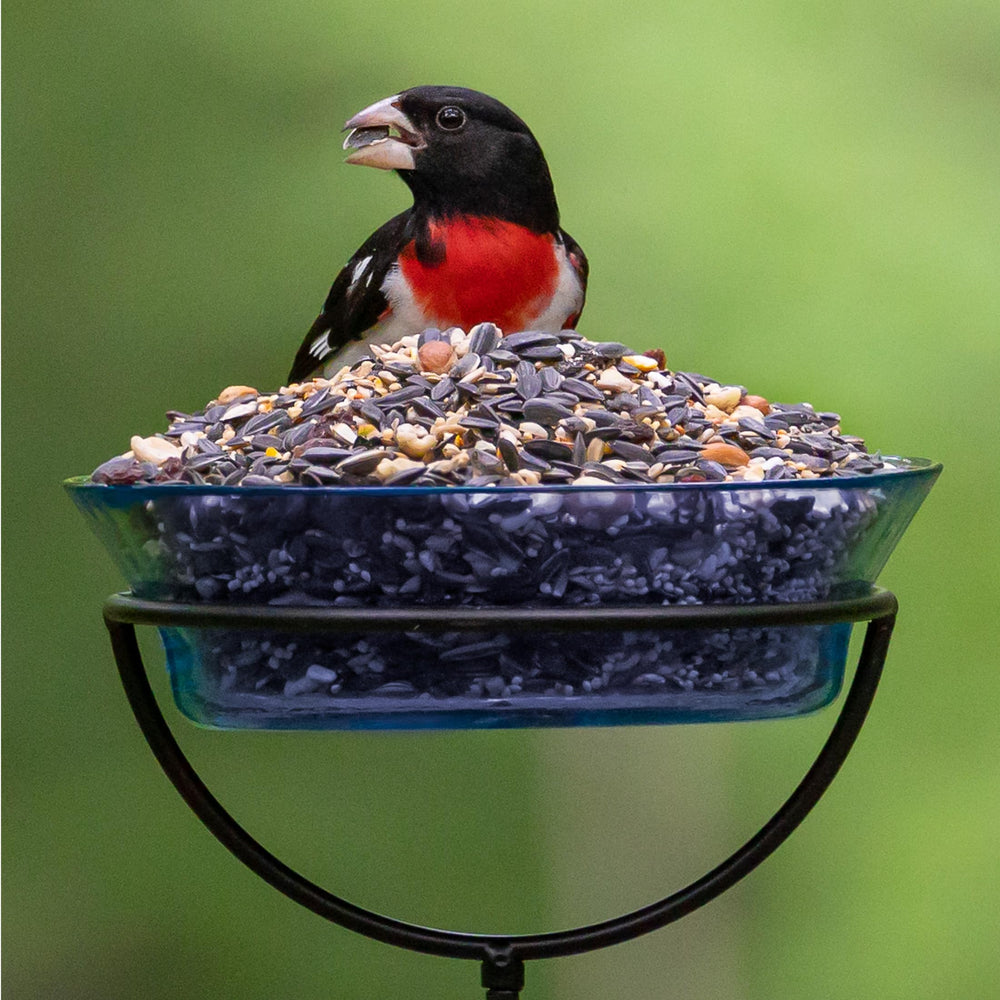 Audubon Park Extreme Variety Seed Bird at tree scene