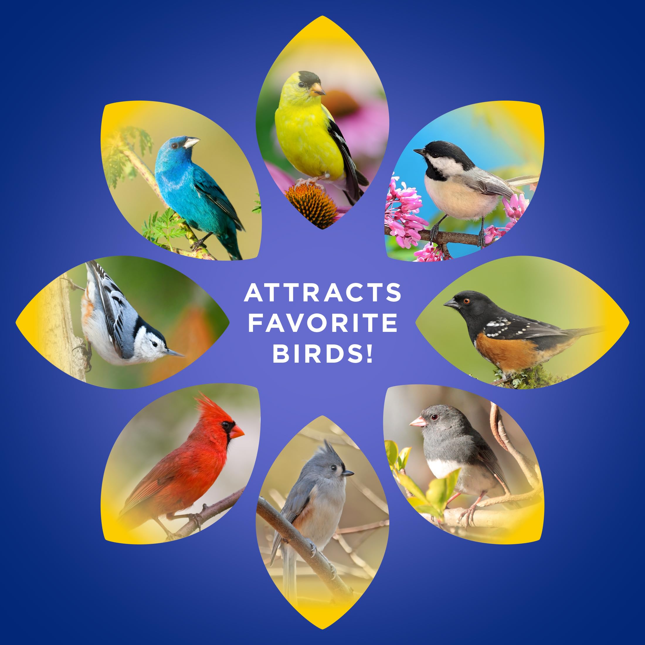 Audubon Park Extreme Variety Seed Platform Feeder attracting multiple species