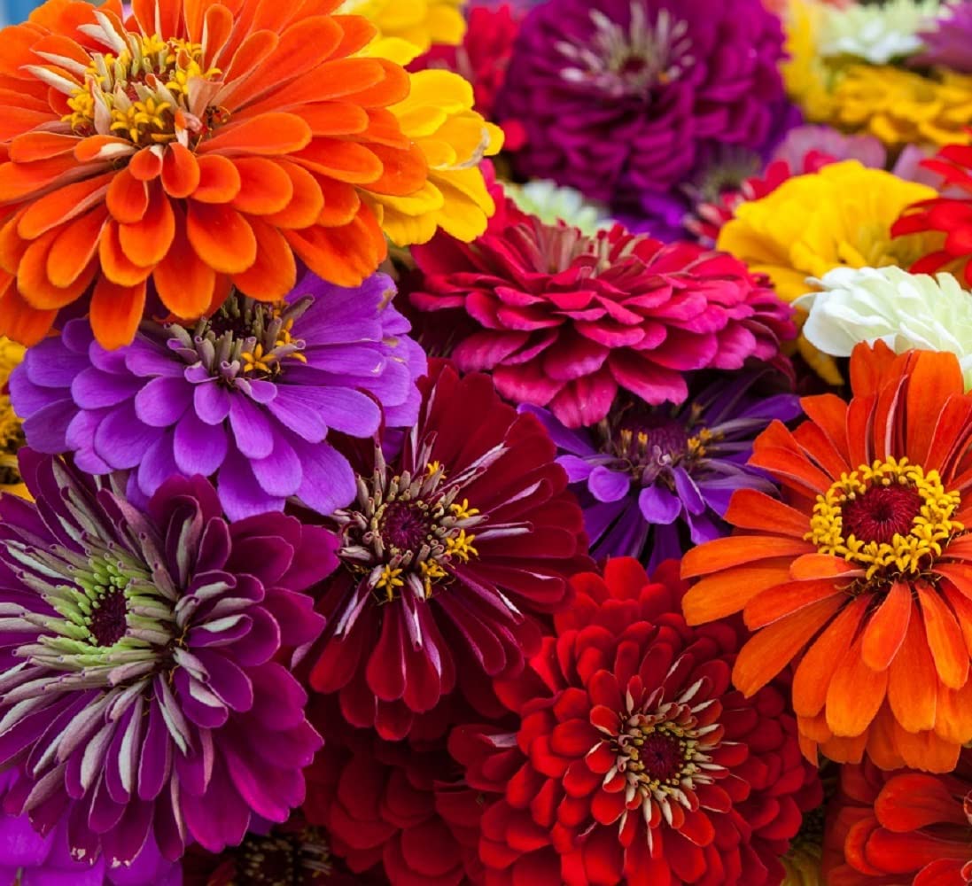 Axel's Garden Seeds California Giant Zinnia seeds for vibrant borders.
