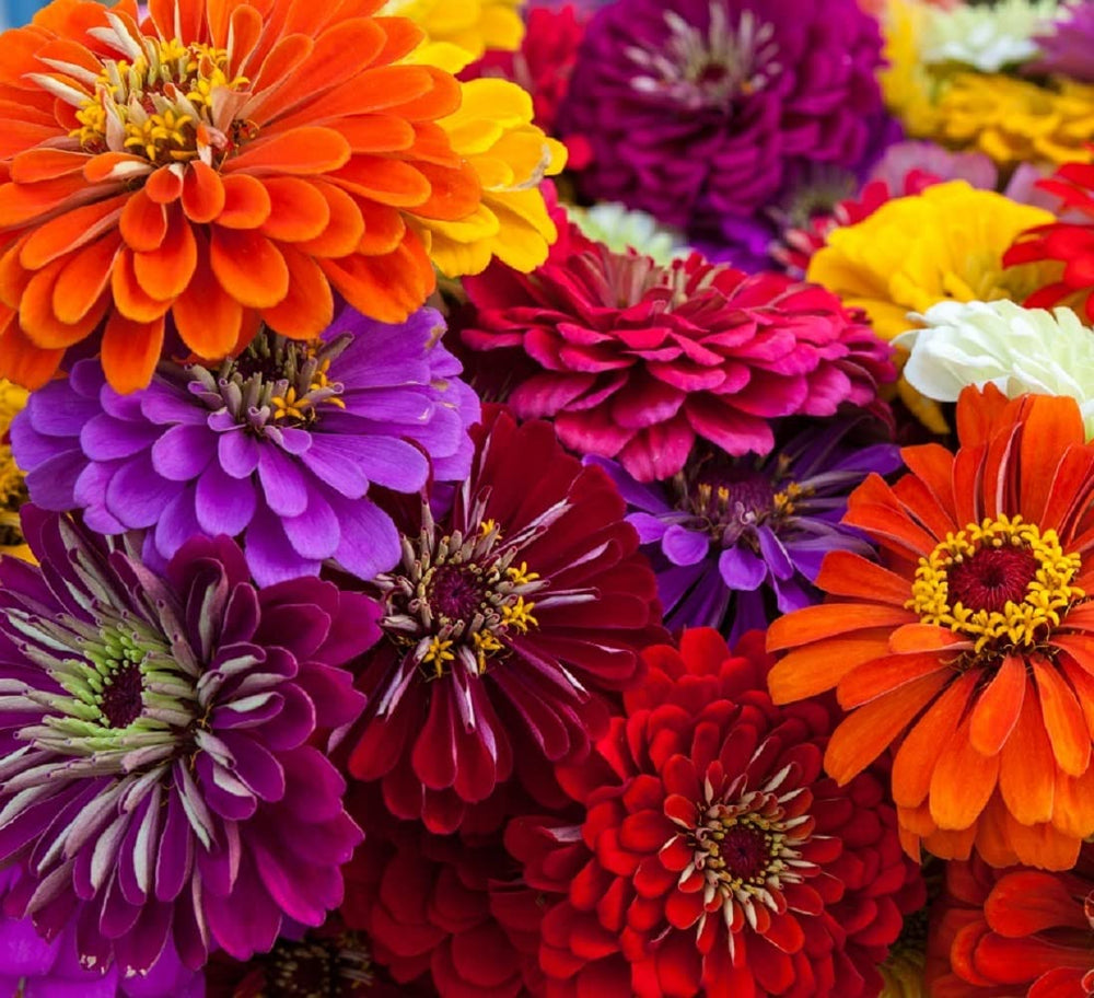 Axel's Garden Seeds California Giant Zinnia seeds for vibrant borders.