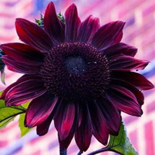 Axel's Garden Seeds Chocolate Cherry sunflower bloom brightens outdoor space