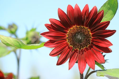 Direct sow in sun-loving beds with Axel's seeds for a pollinator-friendly yard.
