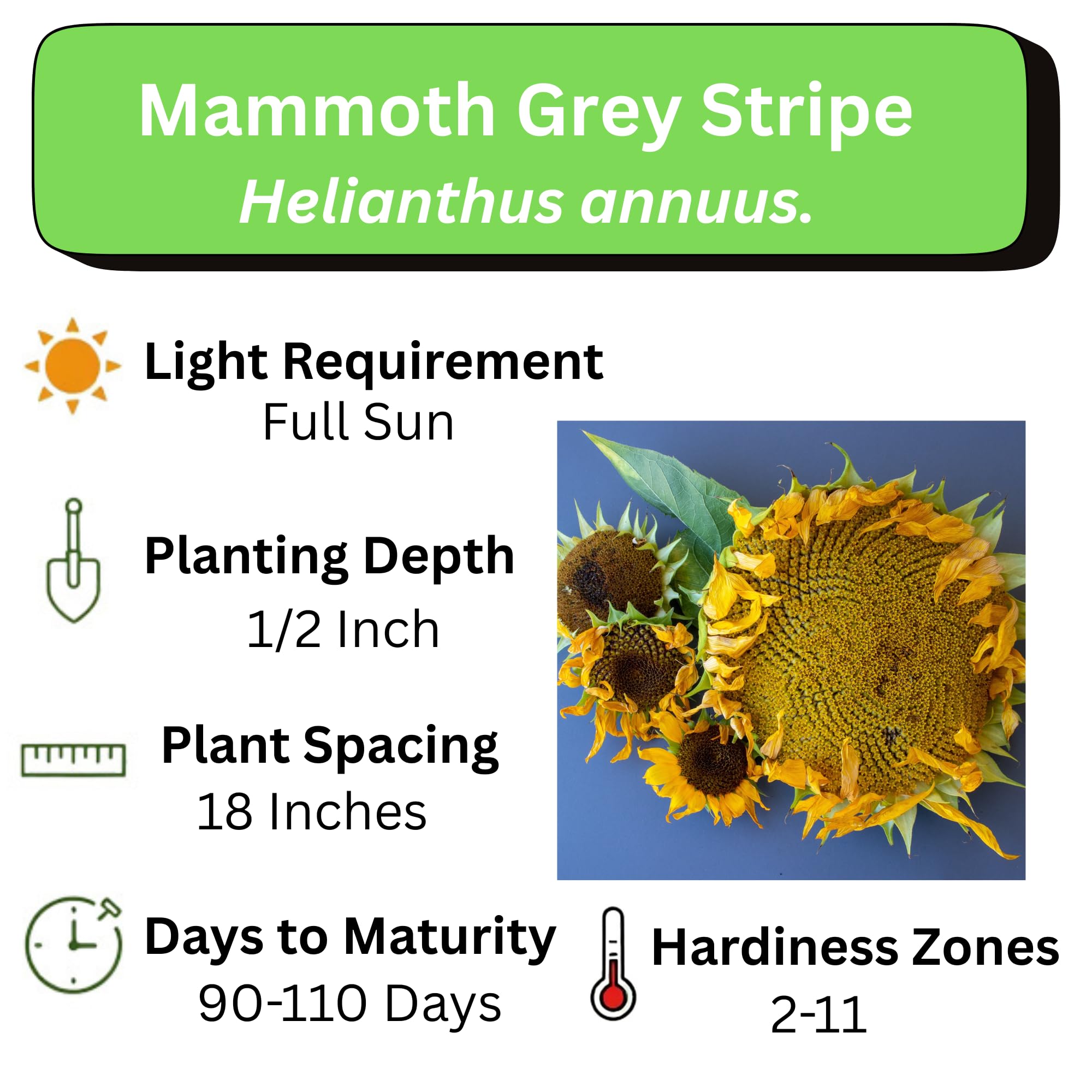 Axel's Garden Seeds full-color instruction card guiding planting steps.