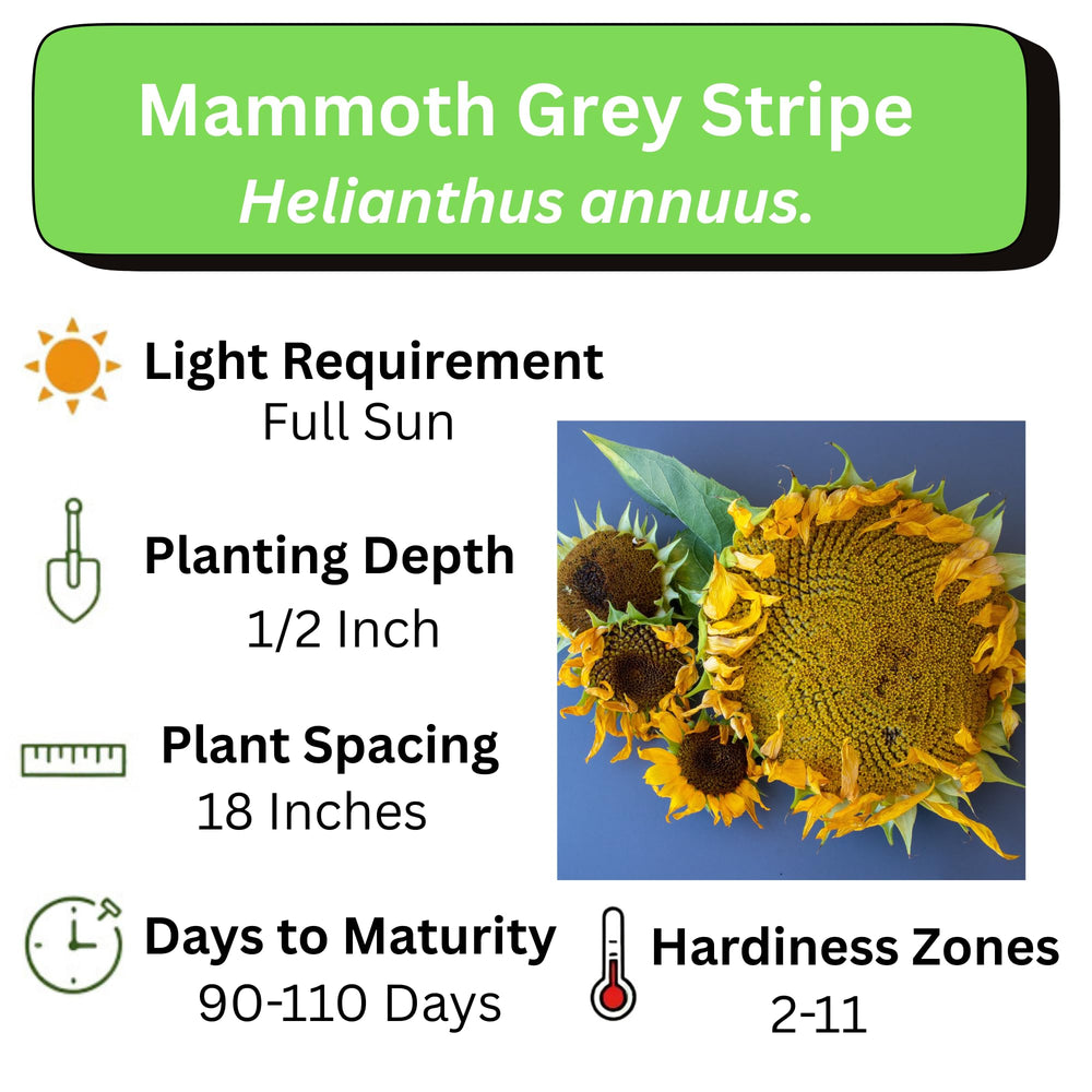Axel's Garden Seeds full-color instruction card guiding planting steps.