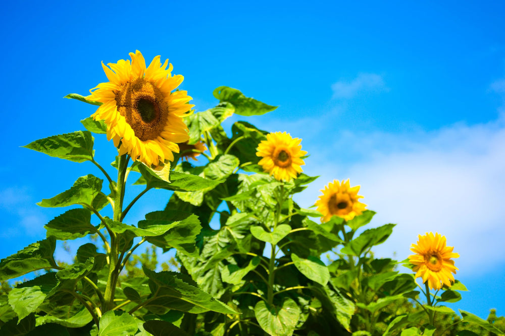 Axel's Garden Seeds giant sunflowers reaching 9-12 feet in a sunny garden.