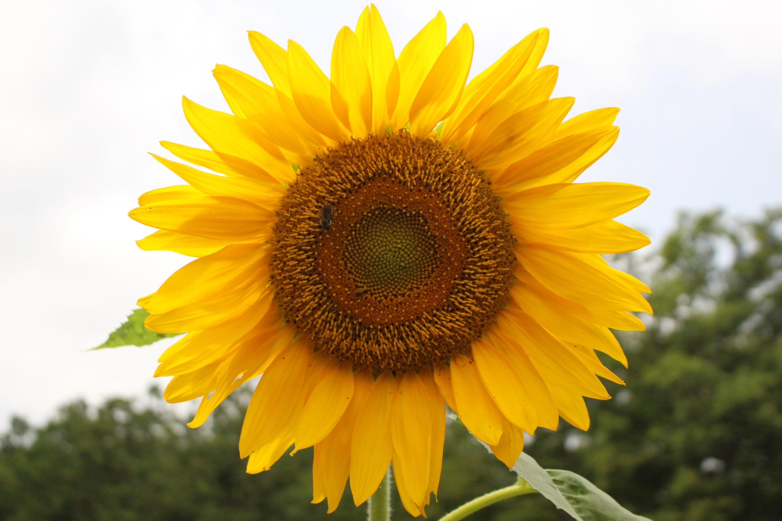 Axel's Garden Seeds non-GMO heirloom seeds ideal for a beginner gardener.